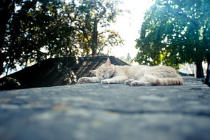 Sleeping cat featuring cat, sleeping, and austria