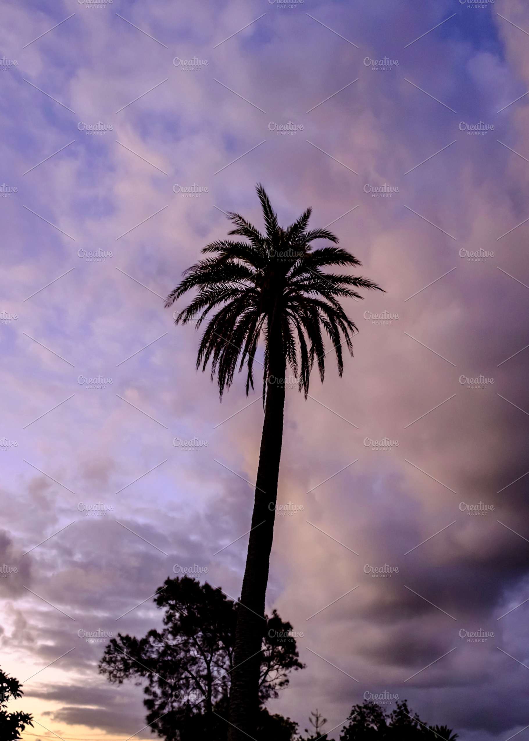 Palm Tree Silhouette at Sunset