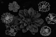 Minimalistic Floral Illustrations, a Decorative Illustration by Chimerique (Thumbnail 8 of 9)