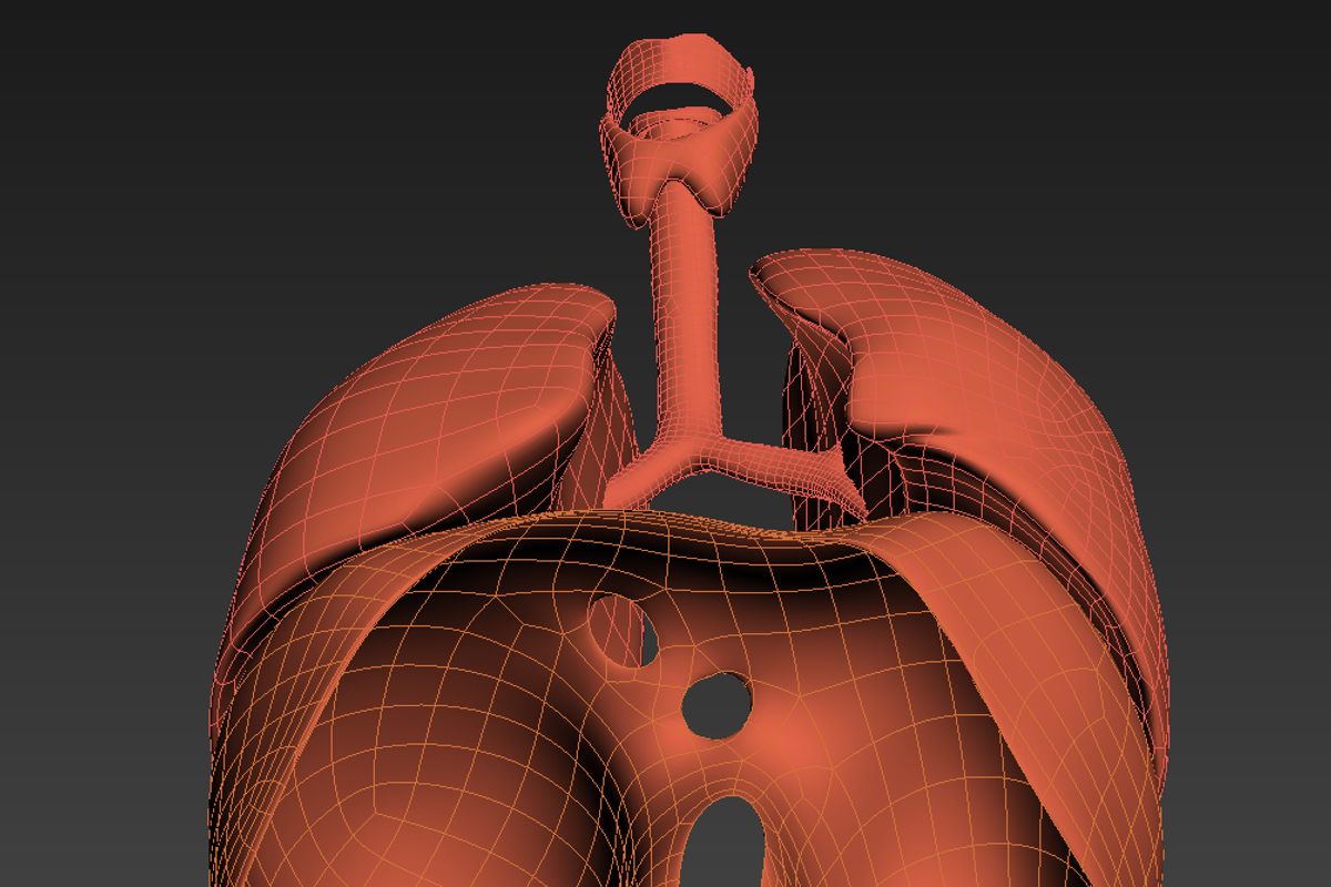 Lungs animated, a Characters & Person 3D Model by konstantin.ermolaev (Photo 9 of 13)