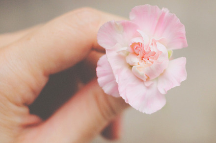 Pastel Rose preview 6