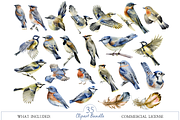 Watercolor Birds Clipart Collection, an Illustration by MockupWizard (Thumbnail 2 of 5)