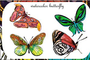 Watercolor Illustrations. Butterfly.