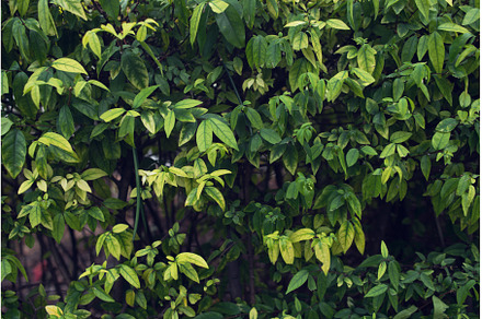 Bush with smallleaves and bright, a Nature Photo by undrey