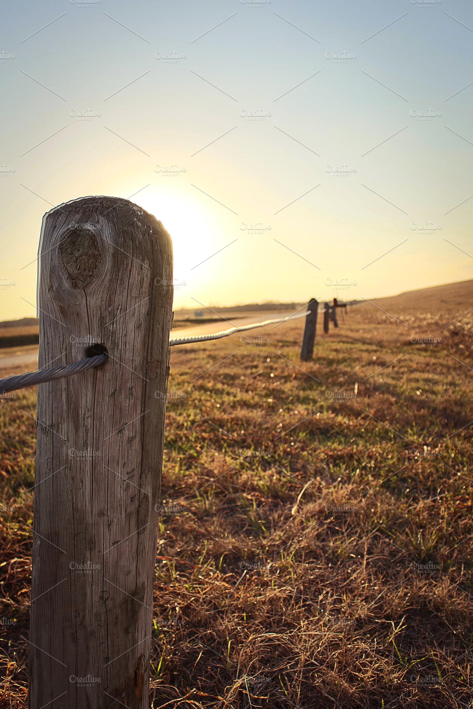 Sun Field, a Nature Photo by NiccerPhotography