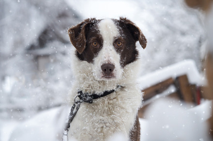 The dog is freezing