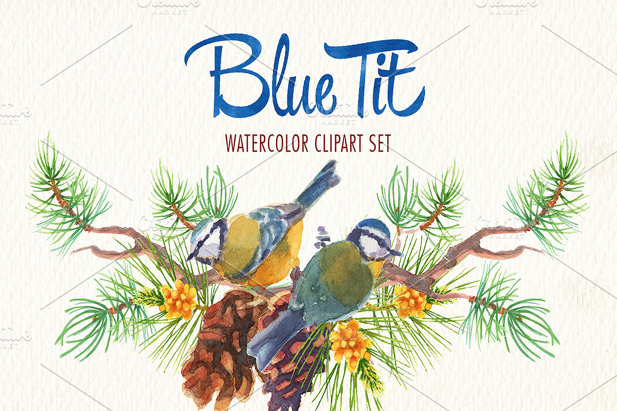 Watercolor blue tit bird clipart, an Illustration by Art & Things (Photo 2 of 8)