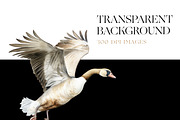 Watercolor Goose Clipart, Cute Geese, an Animal Illustration by BrushstrokeArtGB (Thumbnail 7 of 9)