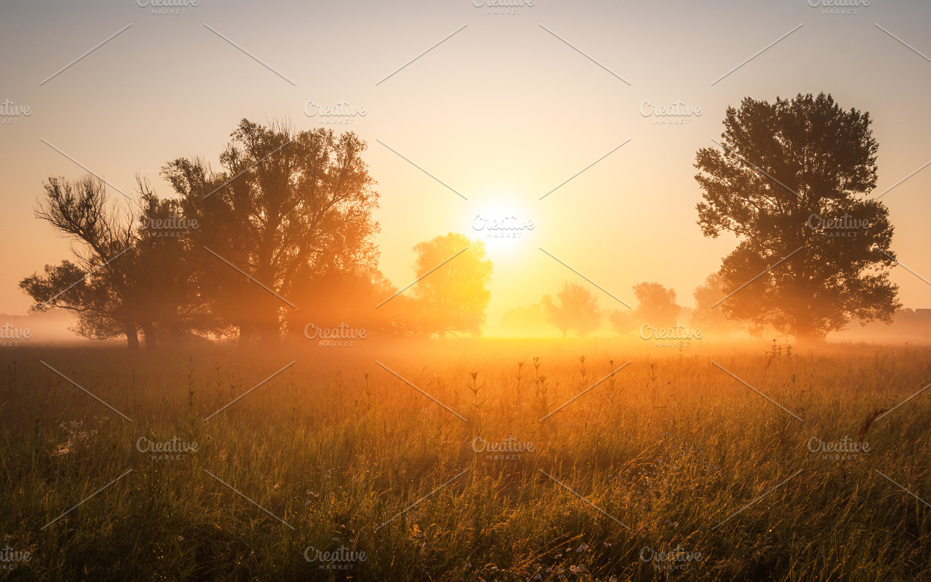 Sunrise over the trees in grasslands, a Nature Photo by Mark Borbely