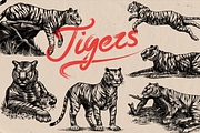 Tigers poses engraving, an Object Illustration by Arthur Balitskiy (Thumbnail 1 of 5)