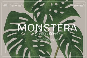 Monstera Tropical Collection