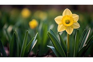 sunshine yellow daffodil ai, a Nature Photo by pikepicture