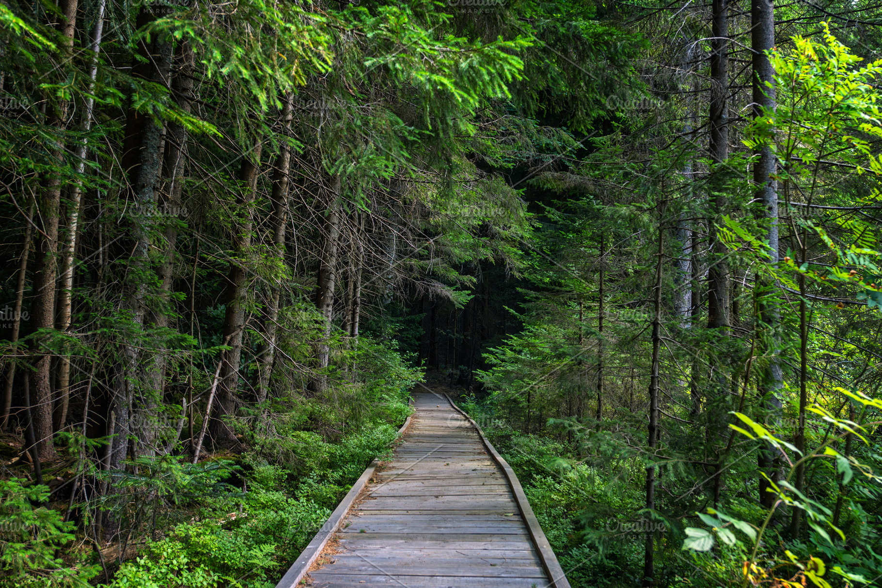 Wooden pathway leading through dense green forest with tall tree, a Nature Photo by Byrdyak