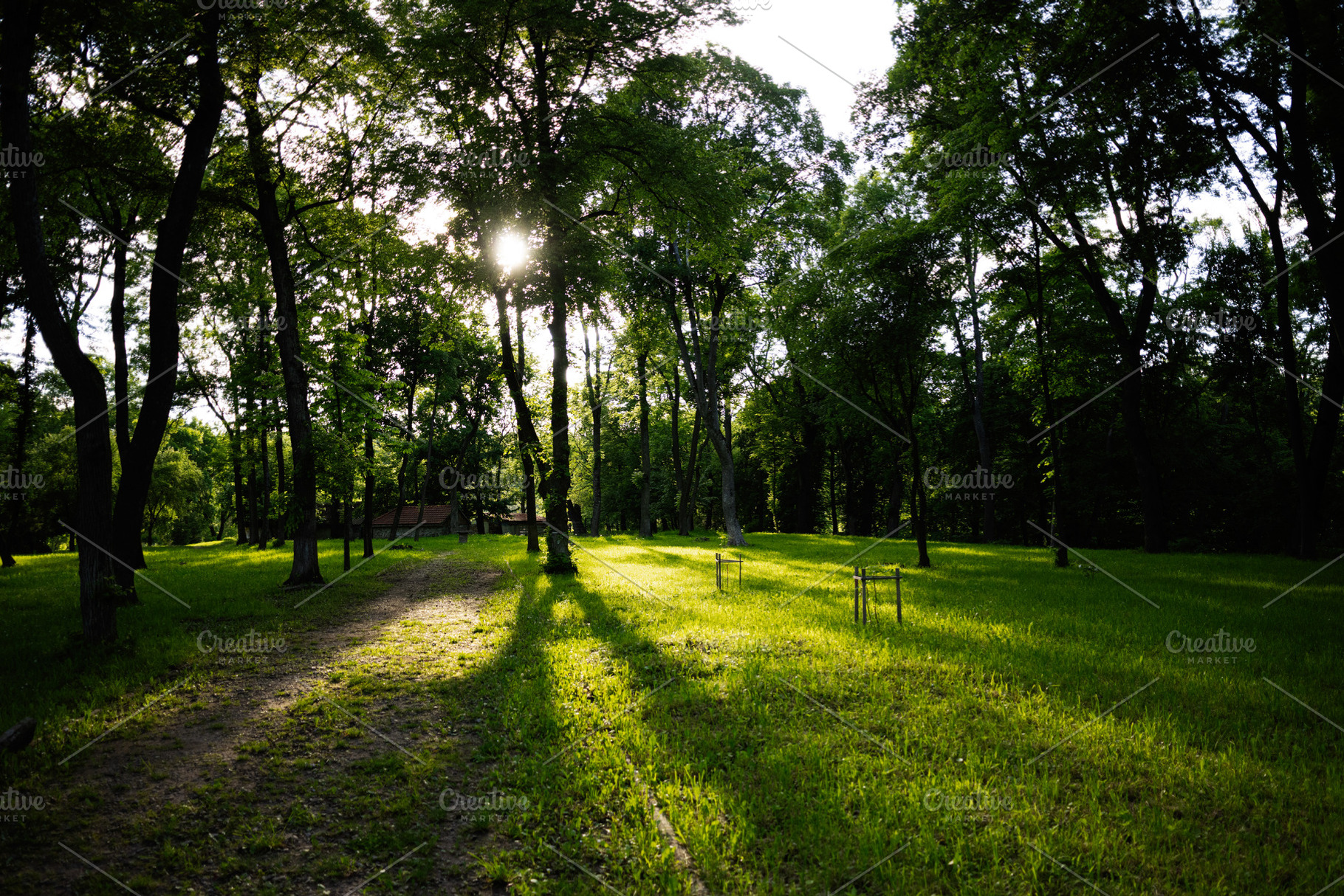 Sunlight streaming through lush trees in a serene forest setting, a Photo by AS photostudio