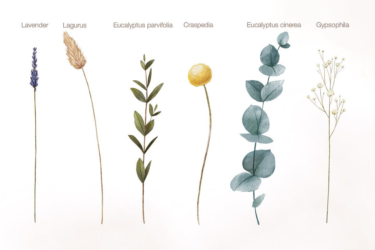 Watercolor dried flowers set, a Decorative Illustration by Maria Summer (Photo 2 of 7)
