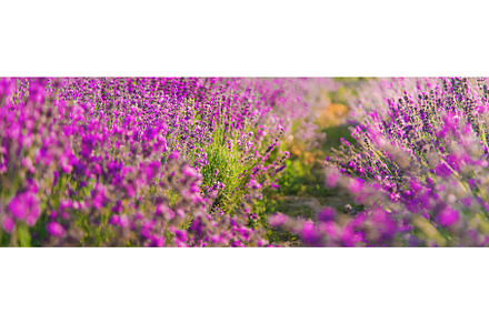 Blooming lavender in the garden, a Nature Photo by yanadjana
