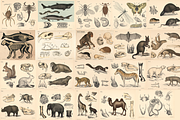 Dybdahl's Zoological Charts, an Animal Illustration by Digital Museum (Thumbnail 3 of 9)