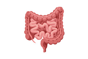 Smooth muscles tissue with