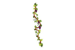 Grape bunch. Cluster of berries and