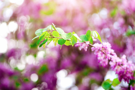 Blooming Judas tree. Cercis, a Nature Photo by Enjoy Photo