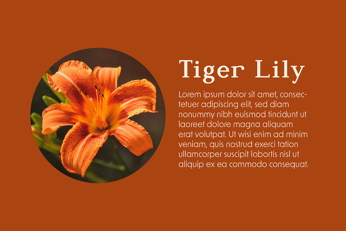 Saparona - Classic Serif Font, a Serif Font by Pikgura (Photo 6 of 7)