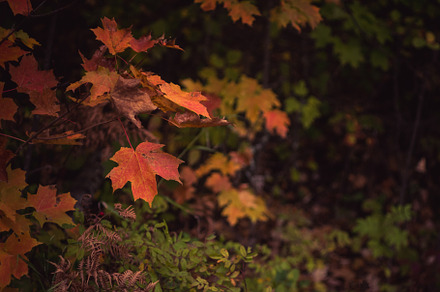 Fall Color Sugar Maple