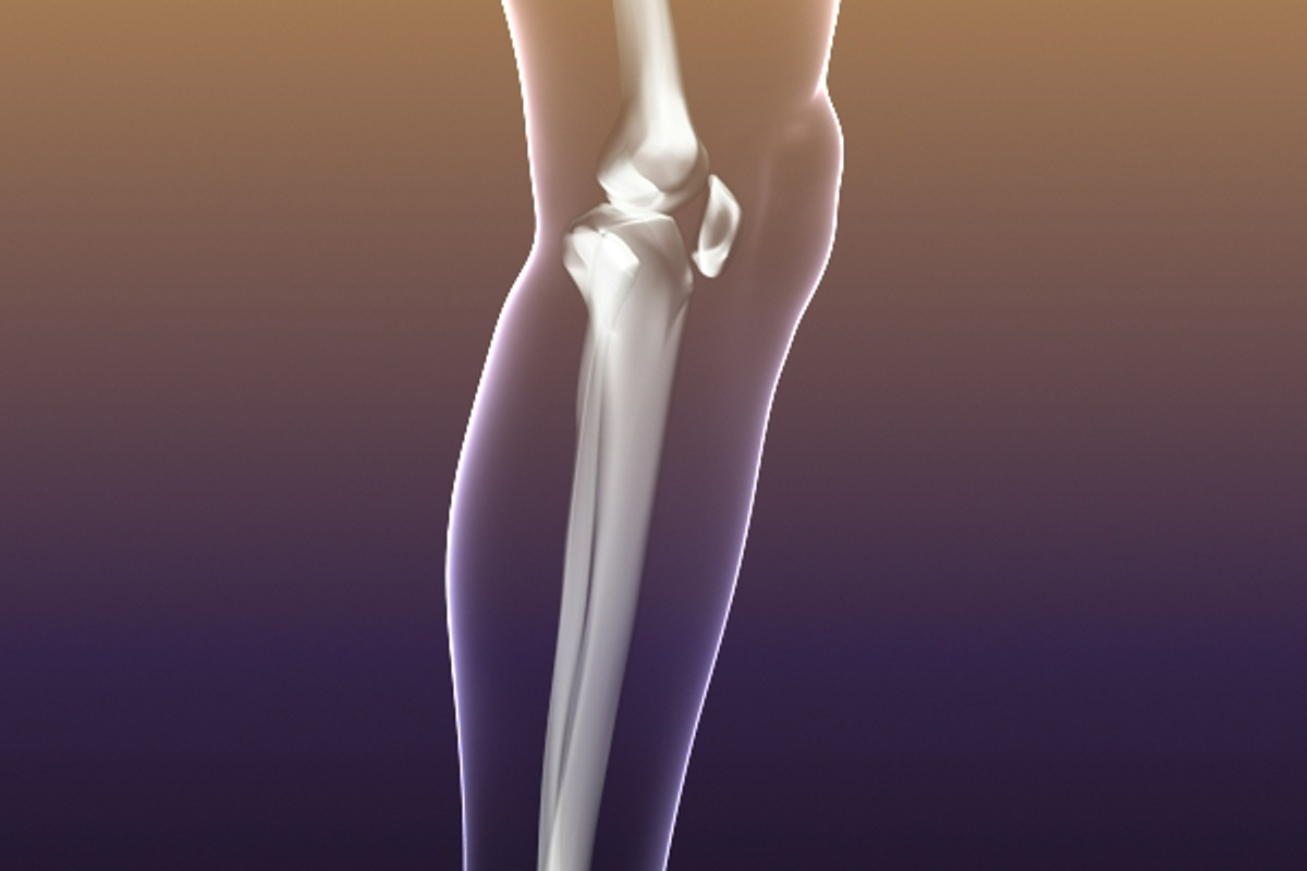 Human Skeleton in Body (X-Ray), a Characters & Person 3D Model by VisualCG (Photo 7 of 8)