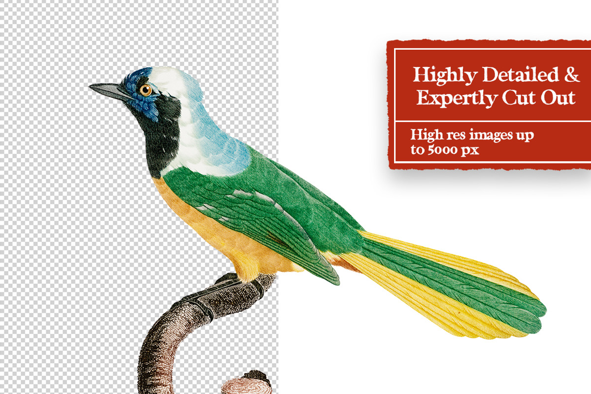 Vintage Birds Digital Collage Pack, an Object Graphic by Collage Supply Co (Photo 3 of 3)