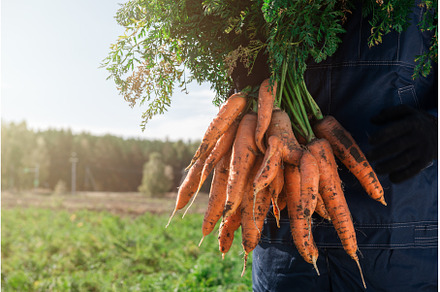 Farmer hands in gloves holding bunch, a Food & Drink Photo by Jan Jack Russo Media