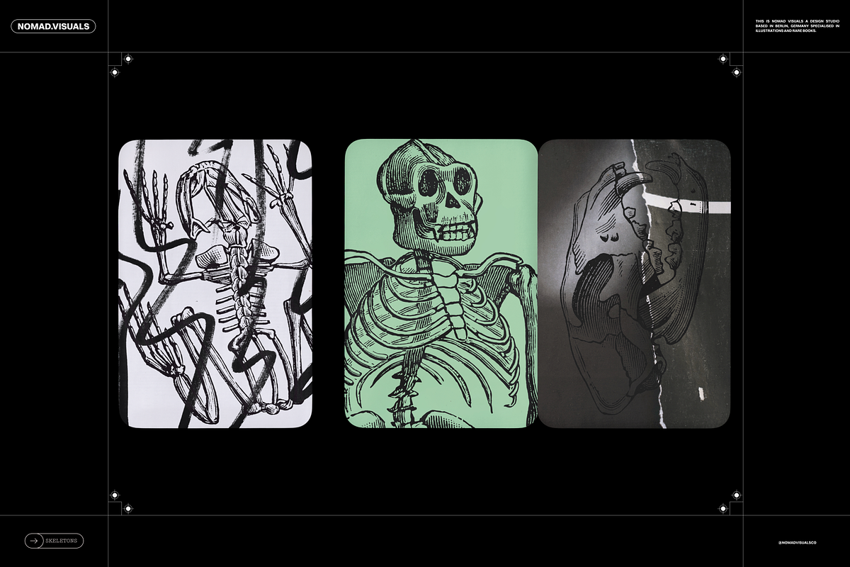 Skeletons & Bones, an Animal Illustration by Nomad Visuals (Photo 11 of 15)