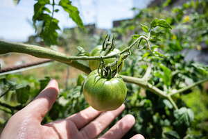 Hands inspecting unripe green tomatoes on the plant, a Food & Drink Photo by etorres69