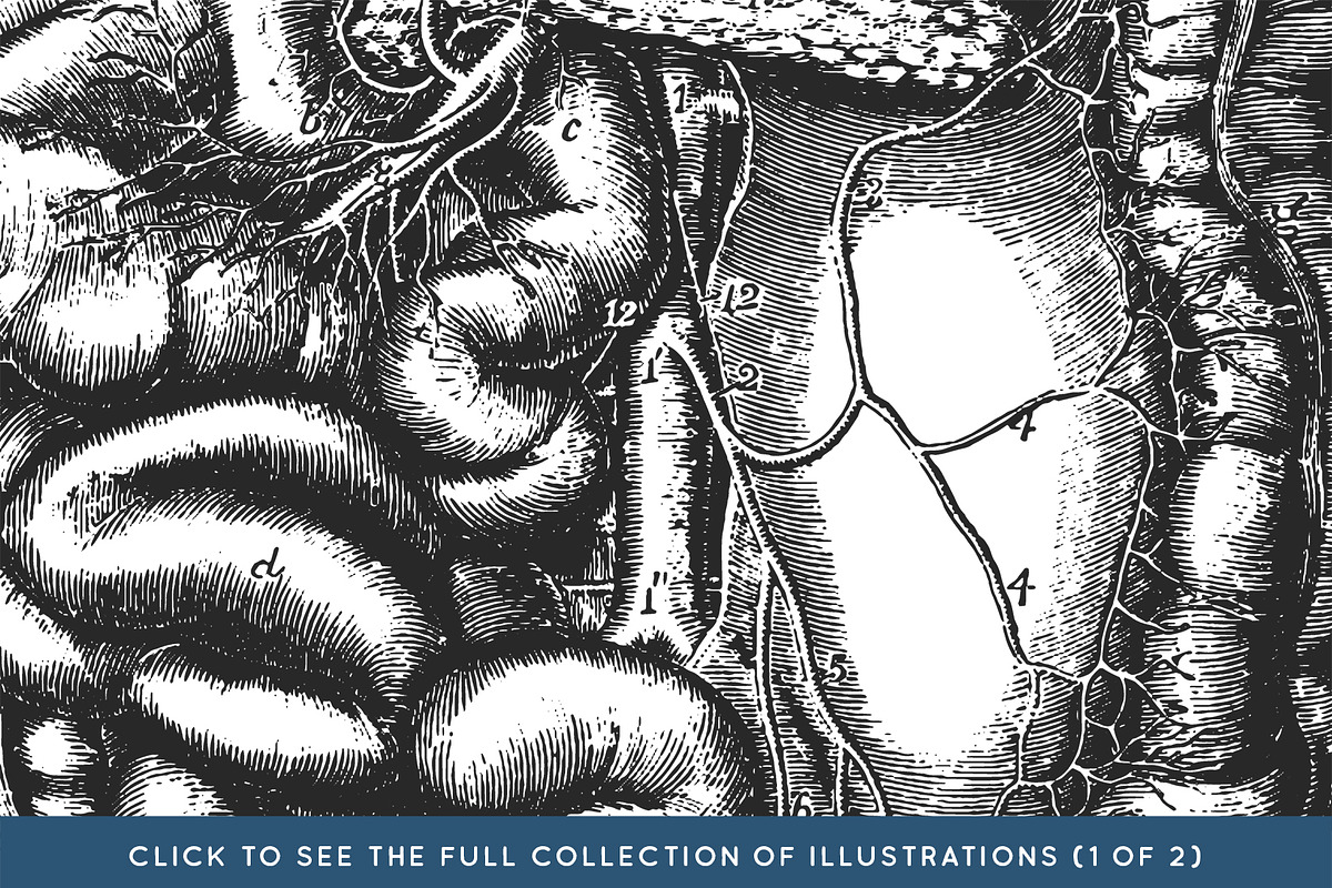 Anatomy & Skeleton PNG Lineart Pack, a Person Illustration by Century Library (Photo 3 of 7)