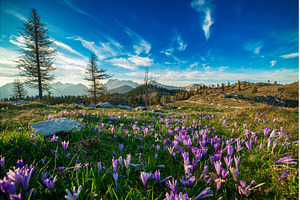 Spring crocus flowers in the green, a Nature Photo by Nature and travel
