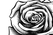 10 Rose Illustrations, an Object Graphic by BIOWORKZ (Thumbnail 4 of 5)