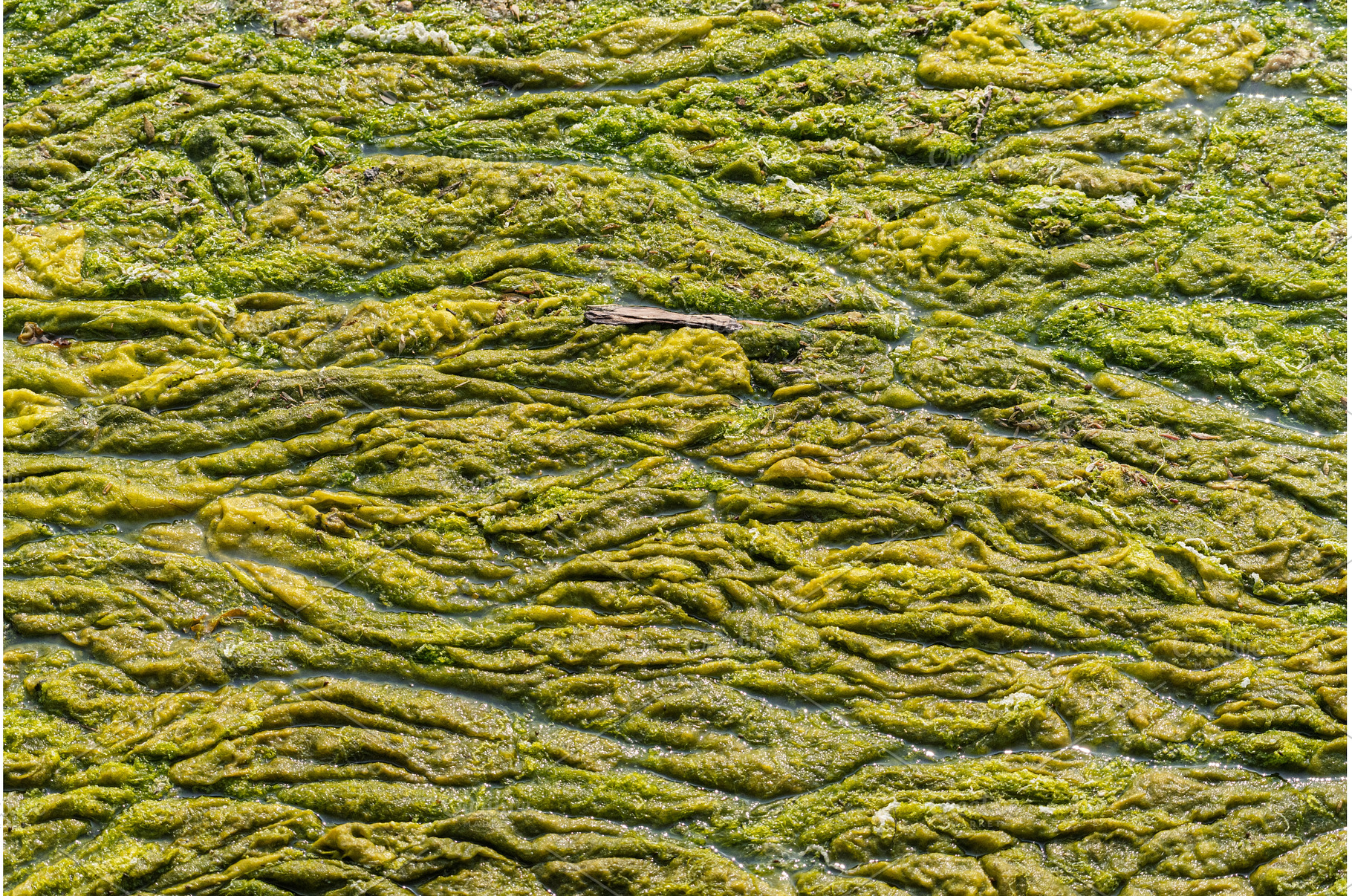 Blue-green summer algae covering the, a Nature Photo by Backyard Stock
