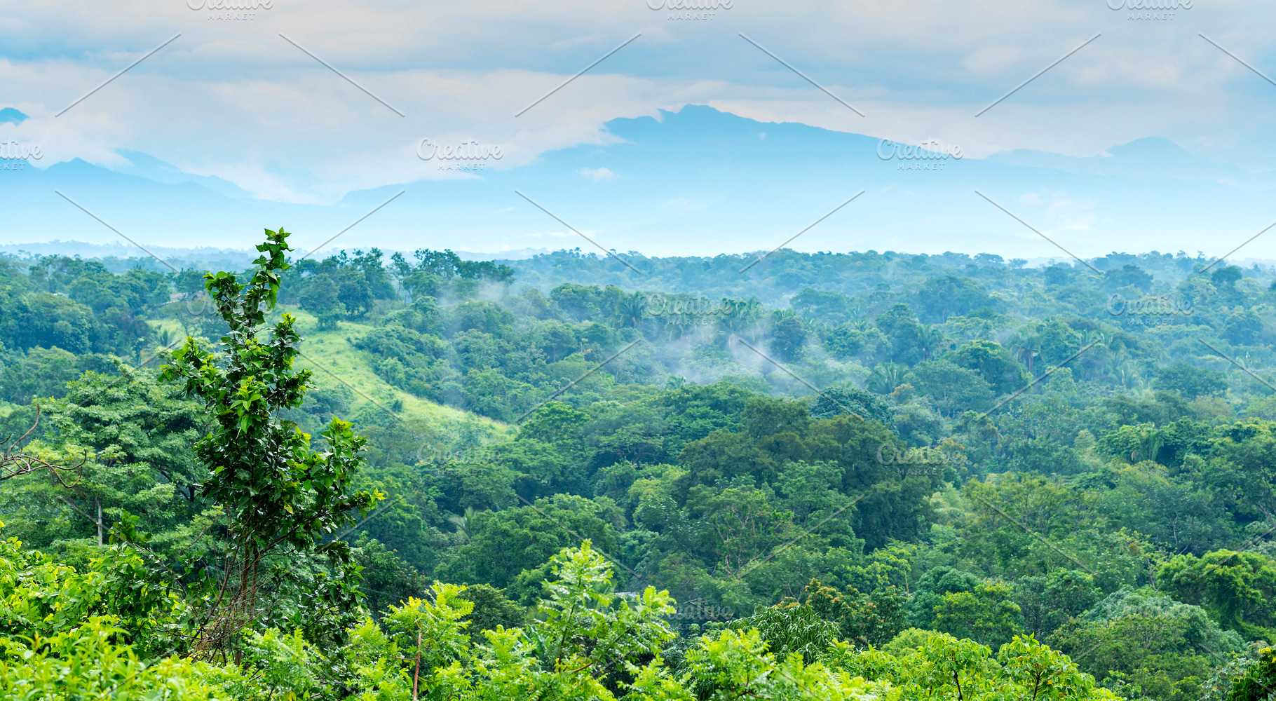 Mexico Jungle Landscape, a Nature Photo by THP Creative