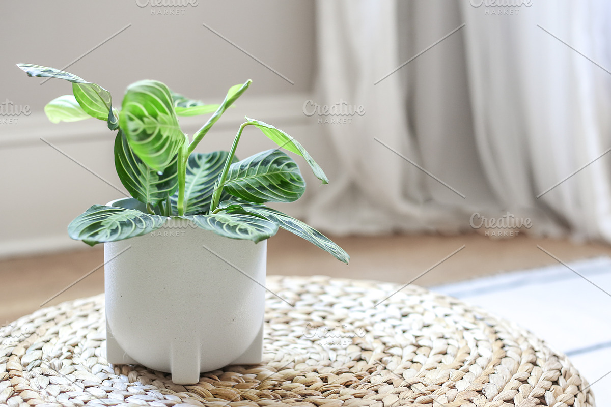 Living with Plants Photo Bundle, a Nature Photo by Wellness Stock Market (Photo 11 of 11)