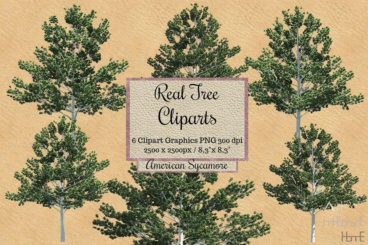 Real Tree Cliparts, Photoshop Overlays