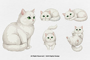 15 Bundle Watercolor White Cat Pet, an Animal Illustration by Morspective (Thumbnail 7 of 8)