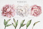 PEONY COLLECTION, a Decorative Illustration by ollalya (Thumbnail 2 of 6)