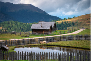 Two sheep drinking water near small, an Animal Photo by den-belitsky