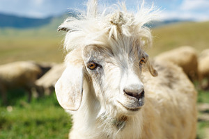 Young goat with a prickle