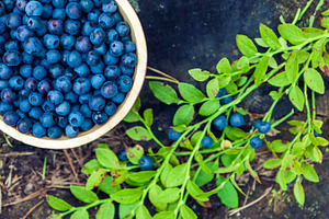Wooden bowl of blueberries, a Food & Drink Photo by BOOCYS