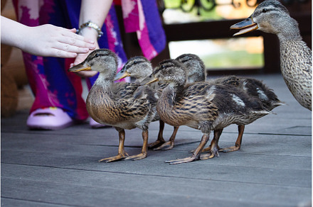 People feed mallards in the park