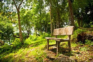 Forest Seat, a Nature Photo by THP Creative