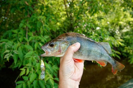 European perch in fisherman's hand, a Sports & Recreation Photo by Theo's Stuff