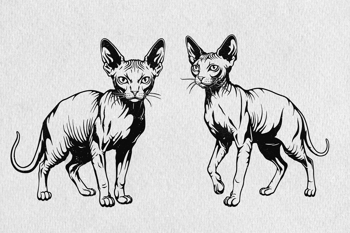 Sphynx Cat Illustration Pack, an Animal Illustration by Tekuni (Photo 13 of 14)