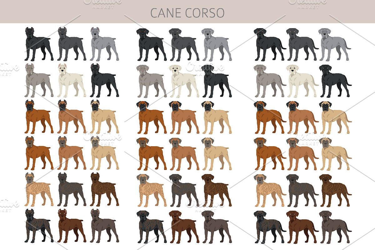 Cane Corso dog clip art, an Animal Illustration by pet design shop (Photo 2 of 9)