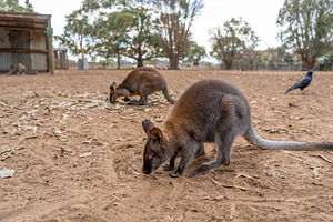 Group of wallabies standing together on Kangaroo Island, Austral, an Animal Photo by GoodGoods