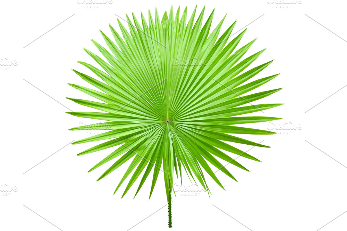 Palm Leaves Isolated, an Object Graphic by pixelworkz (Photo 4 of 7)